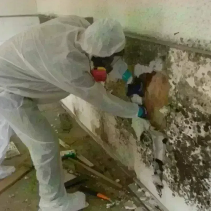 Mold Remediation and Removal in Pass Christian, MS